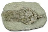 Fossil Crinoid (Platycrinites) - Crawfordsville, Indiana #325641-1